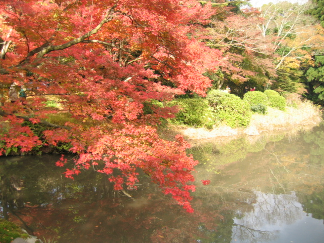 京都府立　植物園　画像2