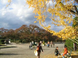京都　北山　植物園　画像3